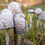 Thumbnail: Shaggy Mane Mushroom