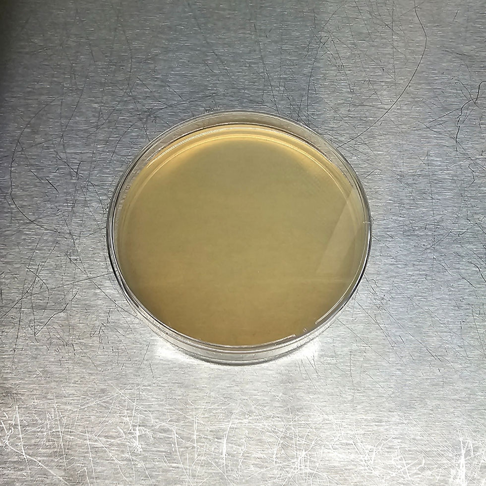 Thumbnail: NAP Petri Dish 90mm Dia