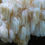 Thumbnail: Bear's Head Tooth Mushroom growing