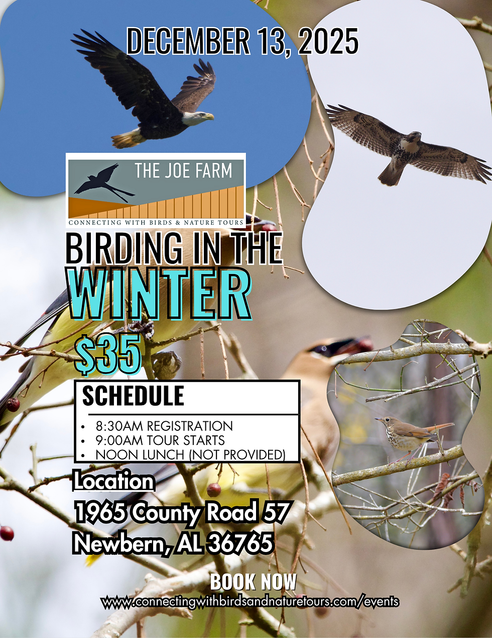 Birding in the Winter