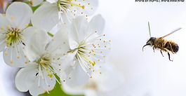  IgE Inhalant Allergy Test 
 רגישות לאלרגנים נשאפים 