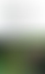 Розовый июль (+отзывы) 