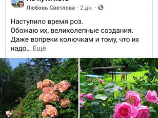 Розовый июль (+отзывы) 