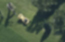 Trimming the Grass