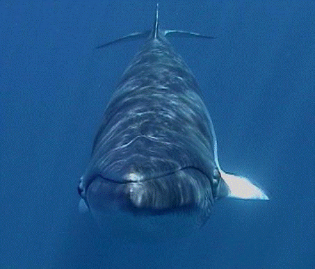Picture4.gif
