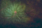 ree