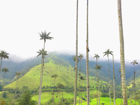 COCORA VALLEY CHRONICLE