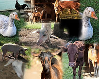 A de ferme.jpg 2.jpg