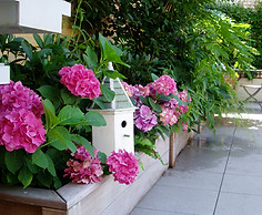Terrasse végétalisé, nichoir à oiseaux