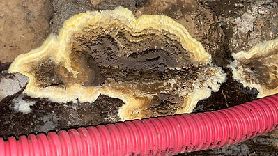Champignon sur un mur