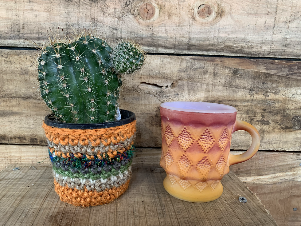 plus HEMP ロビオプシス 3号鉢