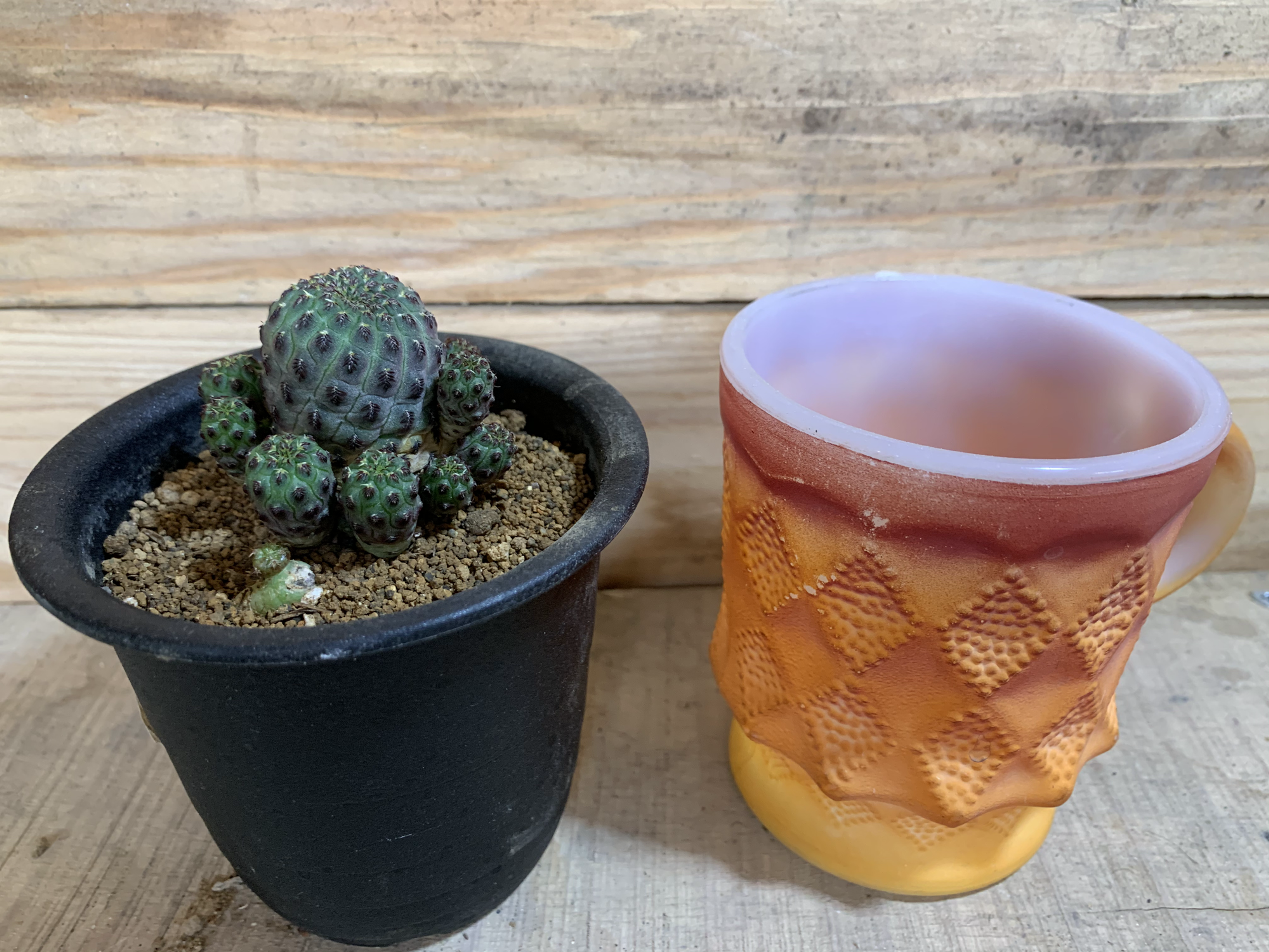 スルコレブチア ラウシー 2.5号鉢