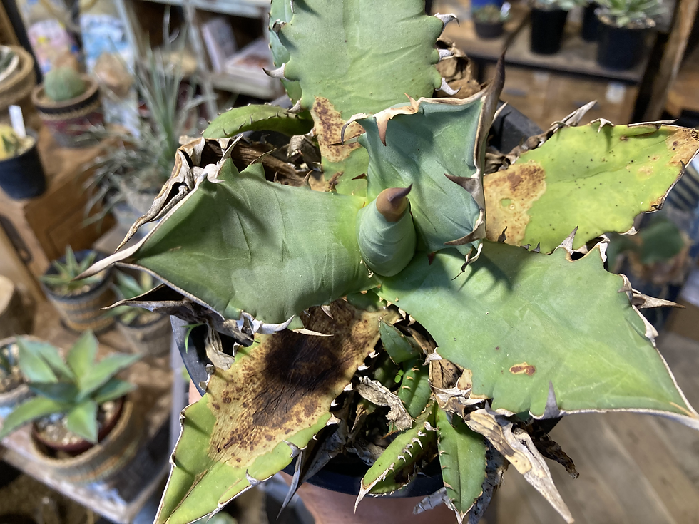 サムネイル： アガベ　チタノタ　オールド