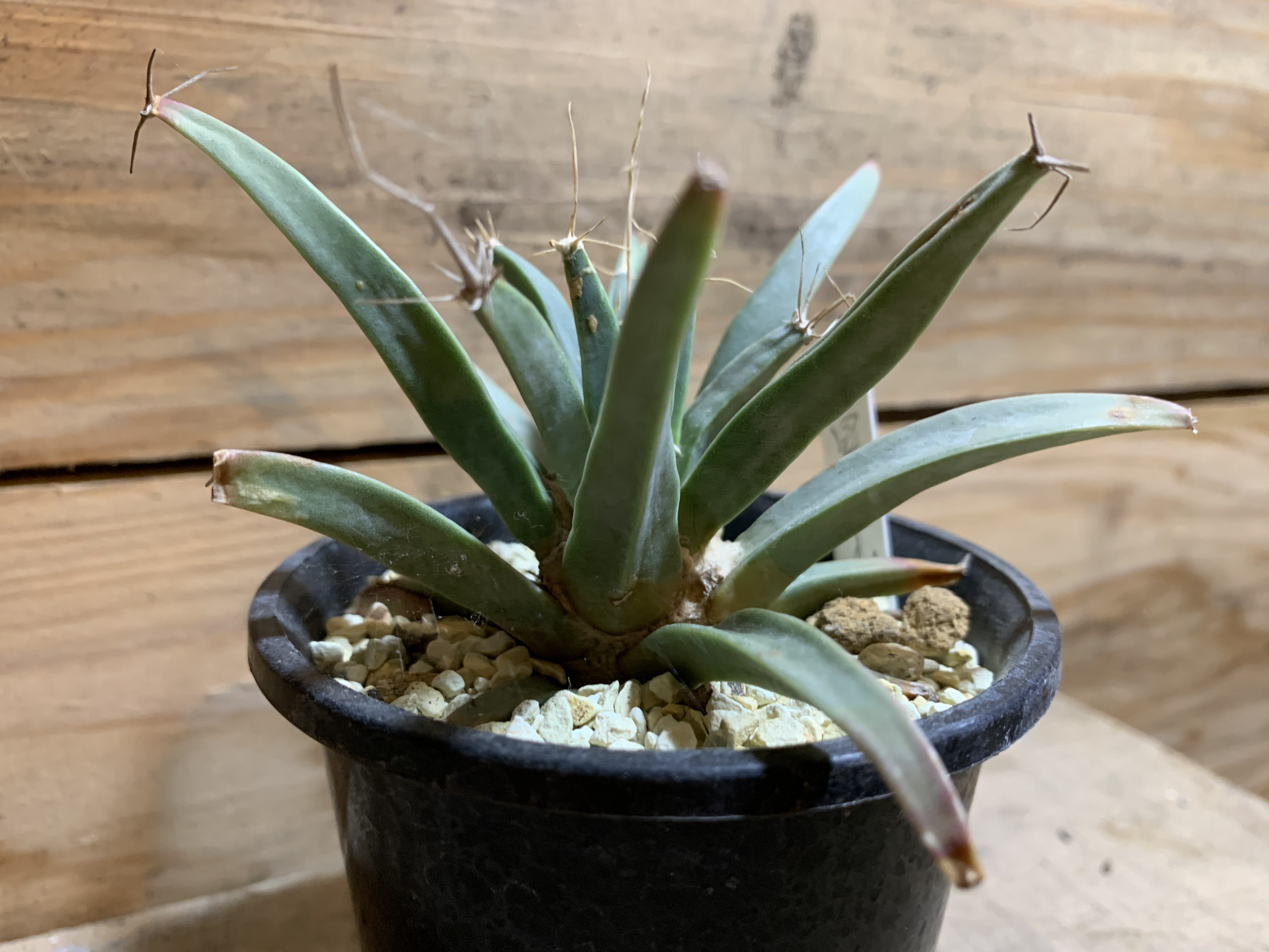 晃山　アガベカクタス