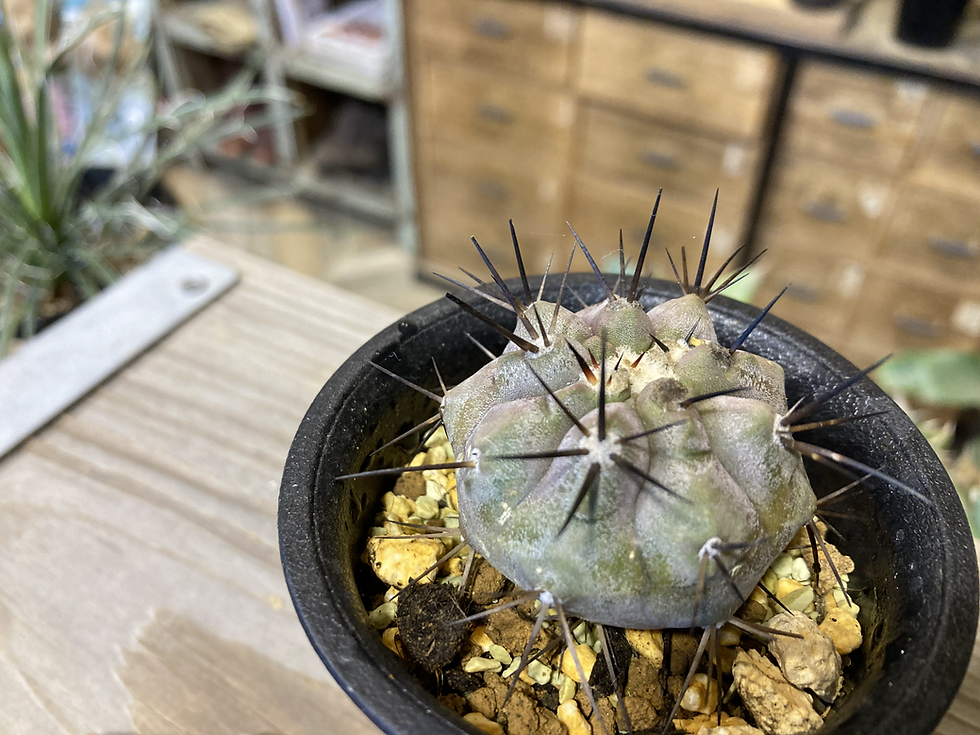 サムネイル： コピアポア　シネレア　黒王丸