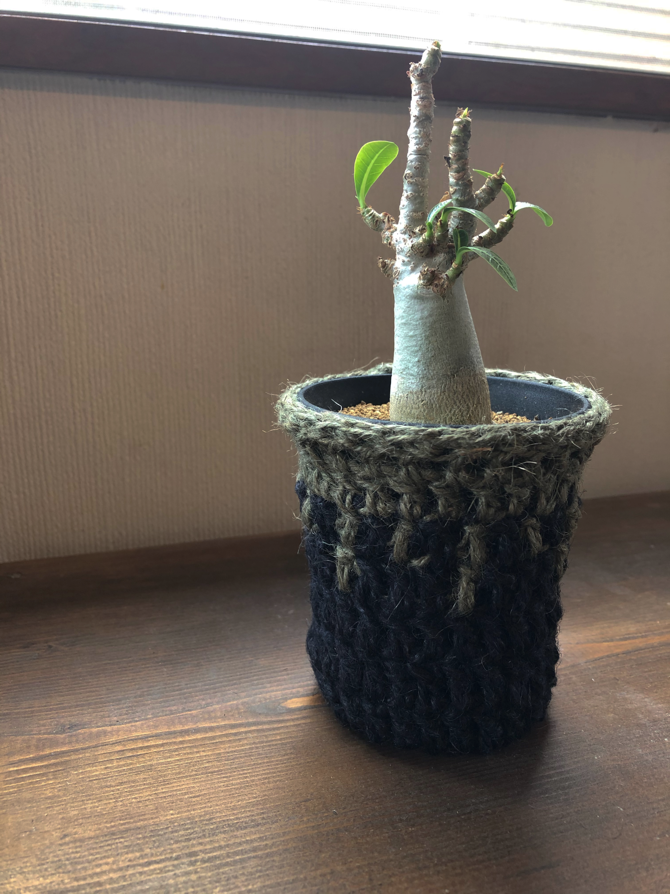 plus HEMP アデニウム アラビカム 3号鉢