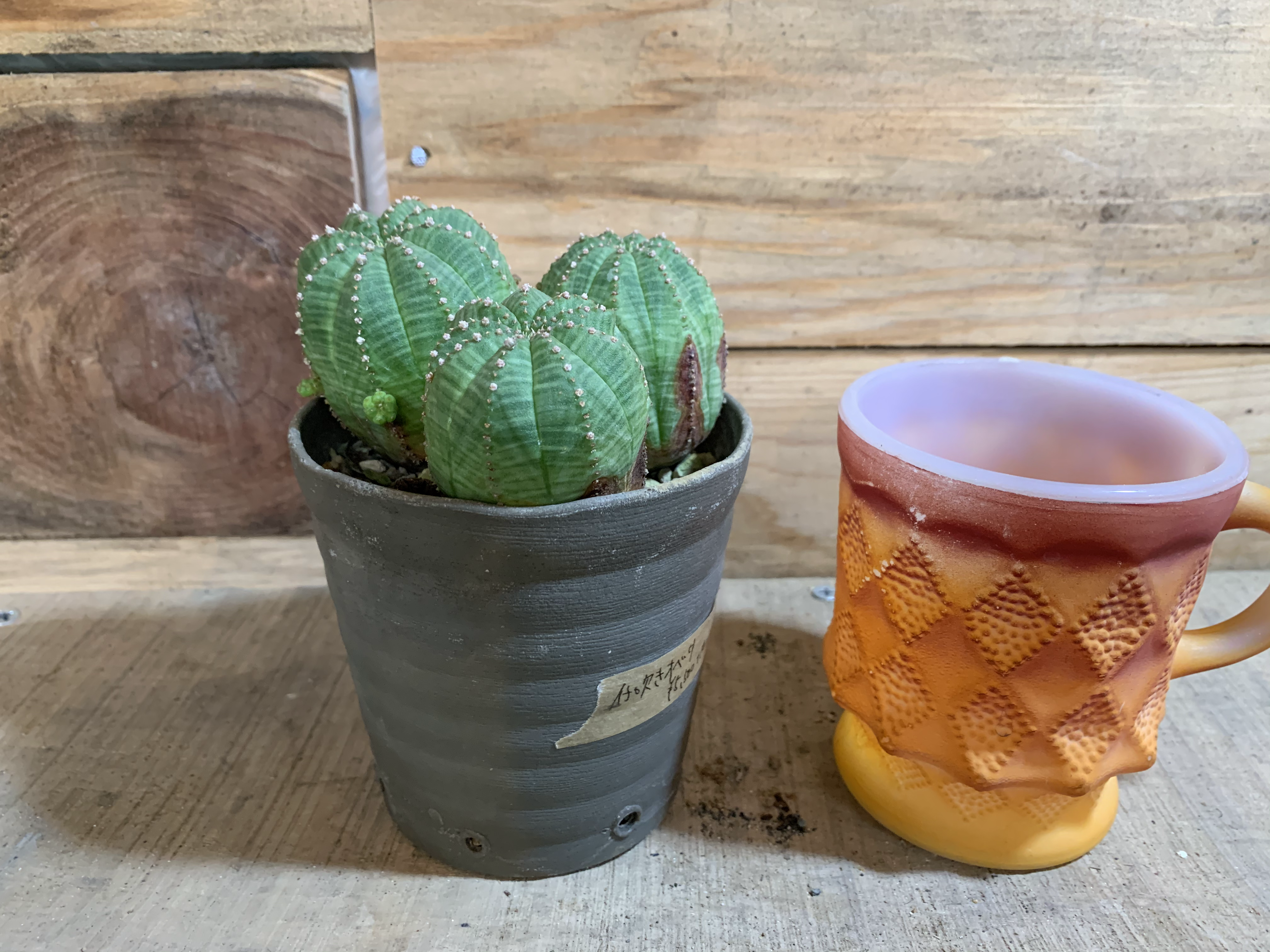 ユーフォルビア 子吹きオベサ 3号鉢