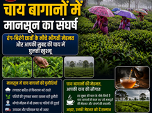 किशनगंज के चाय बागानों में मानसून का संघर्ष: रंग-बिरंगे छातों के नीचे भीगती मेहनत और आपकी सुबह की चाय में घुलती खुशबू
