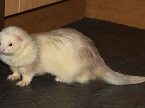 Creamy ferret with soft fur stands on a dark floor in a corner. It gazes forward, creating a curious and calm atmosphere.