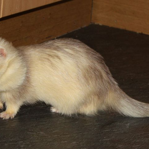 Creamy ferret with soft fur stands on a dark floor in a corner. It gazes forward, creating a curious and calm atmosphere.