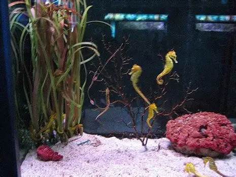 Seahorses swim near coral and seaweed in a dimly lit aquarium with a sandy bottom. The scene is serene with muted colors.