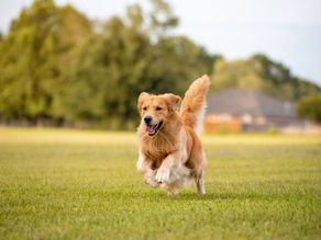 Golden retriever running joyfully across a grassy field with houses and trees in the background.