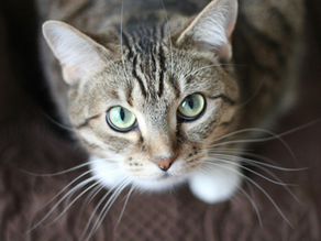 a cat staring into the viewer's eye.