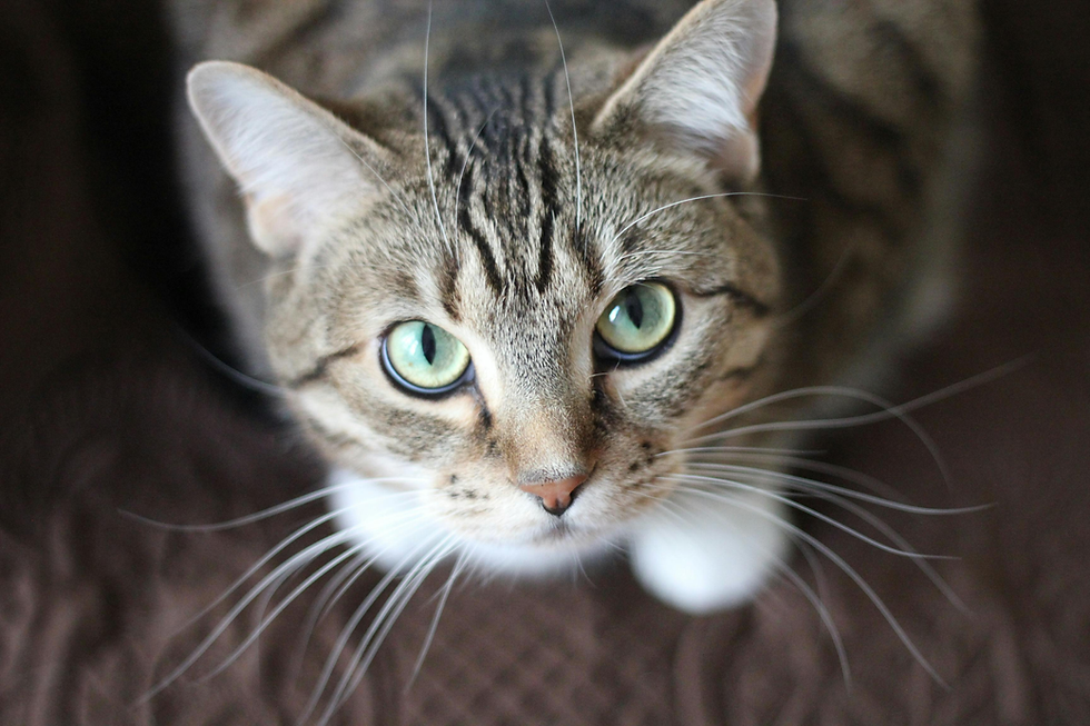 Close-up of a tabby cat with green eyes, looking up. Background is a brown quilted surface, giving a cozy and curious mood.