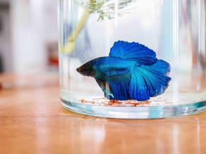 Blue betta fish in a glass jar on a wooden surface. The background is softly blurred, creating a calm and serene atmosphere.