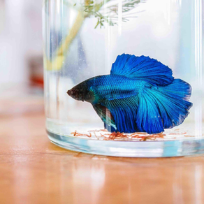 Blue betta fish in a glass jar on a wooden surface. The background is softly blurred, creating a calm and serene atmosphere.