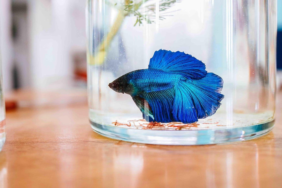 Blue betta fish in a glass jar on a wooden surface. The background is softly blurred, creating a calm and serene atmosphere.