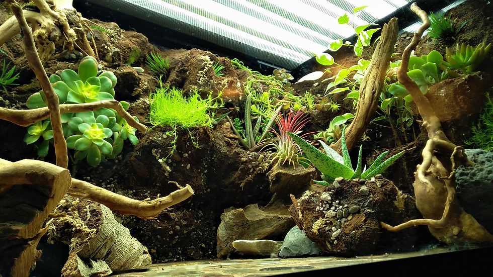 Terrarium with diverse succulents and ferns on earthy substrate, surrounded by driftwood. Bright, patterned leaves under soft lighting.