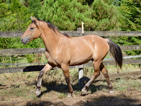 Brown horse trotting in a sunlit paddock with a wooden fence. Lush green trees in the background create a serene, natural setting.
