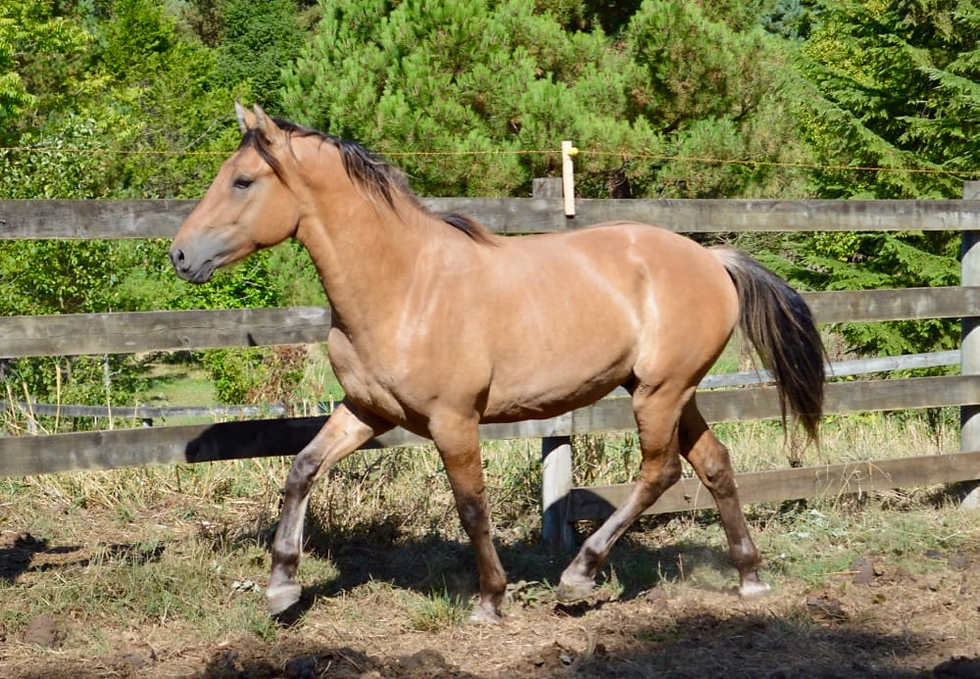 Brown horse trotting in a sunlit paddock with a wooden fence. Lush green trees in the background create a serene, natural setting.