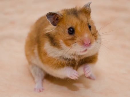 Brown and white hamster with small pink paws sits on a soft beige surface, looking curiously at the camera.