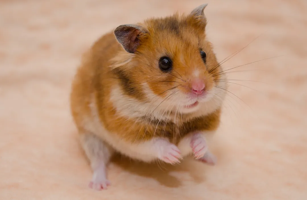 Brown and white hamster with small pink paws sits on a soft beige surface, looking curiously at the camera.