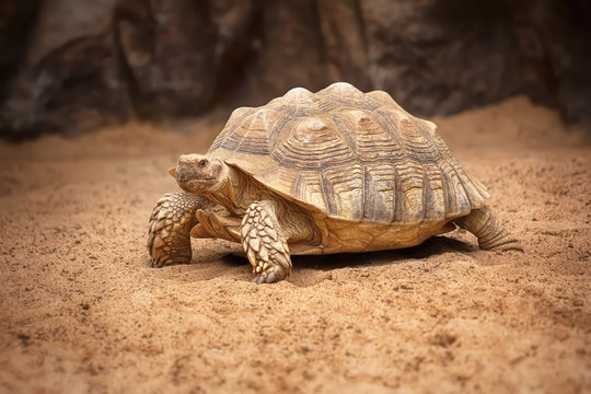 A tortoise walks on sandy ground with a rocky background. Its shell has intricate patterns, and the scene is warm and earthy in tone.