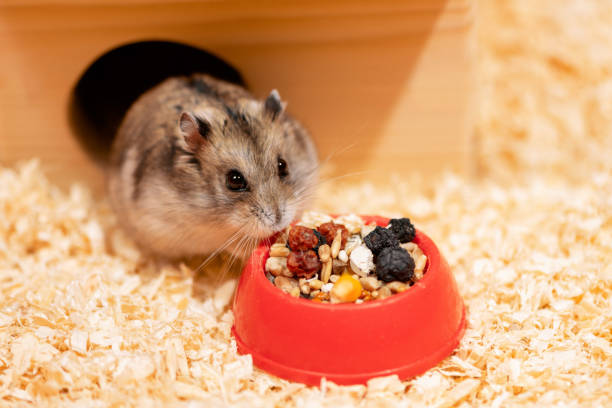 Hamster with brown fur in a wooden cage, eating from a red bowl filled with mixed seeds, on a bed of wood shavings.