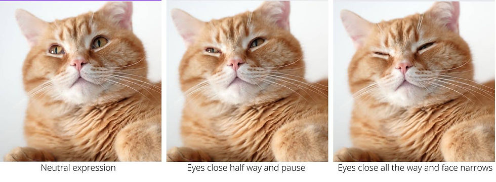 Three panels of an orange cat with neutral to squinting expressions. Text: "Neutral expression," "Eyes close half way," "Eyes close all the way."