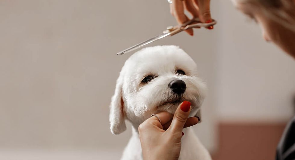 A groomer trims a fluffy white dog's fur with scissors. The dog appears calm in a warm-toned room. Hands have red nails and rings.