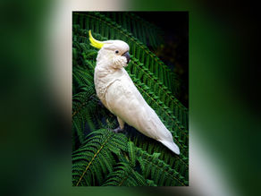 White cockatoo with a yellow crest perched on green fern leaves.