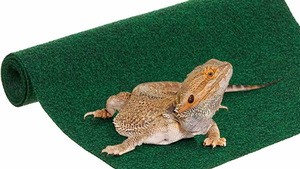 A bearded dragon rests on a rolled green carpet. The animal's textured skin contrasts with the carpet's smooth surface, creating a calm scene.