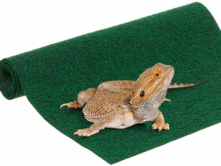 A bearded dragon rests on a rolled green carpet. The animal's textured skin contrasts with the carpet's smooth surface, creating a calm scene.