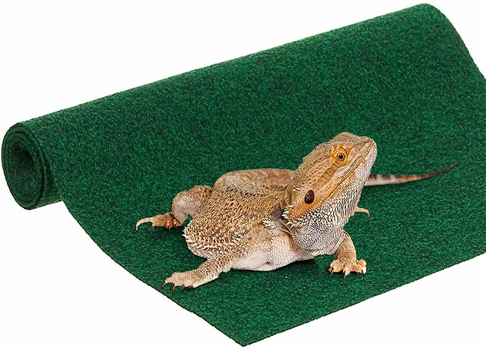 A bearded dragon rests on a rolled green carpet. The animal's textured skin contrasts with the carpet's smooth surface, creating a calm scene.