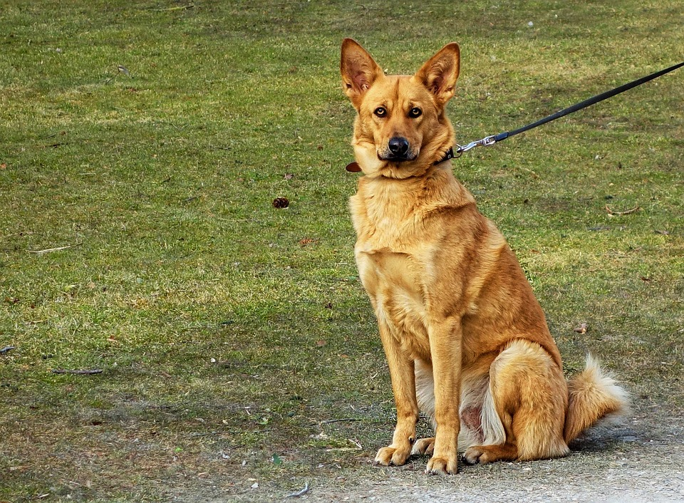A tan dog sits on grass, looking alert, while leashed. The background is a grassy field, creating a calm outdoor setting.