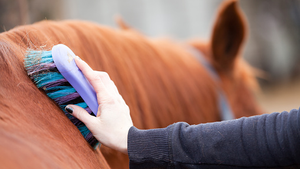 the image shows a person combing a horse gently.