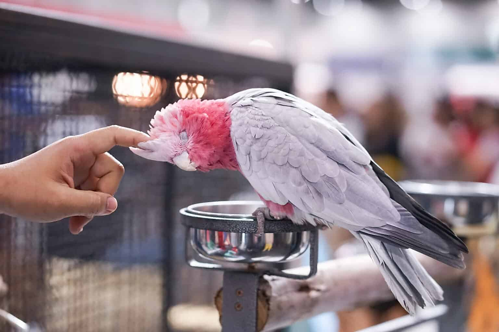 A pink and gray parrot leans into a person's finger, eyes closed contently. It's perched on a metal stand with a blurred indoor background.