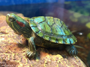 A turtle with a green shell and red markings sits on a rock in a watery setting. The background is blurred, highlighting the turtle.