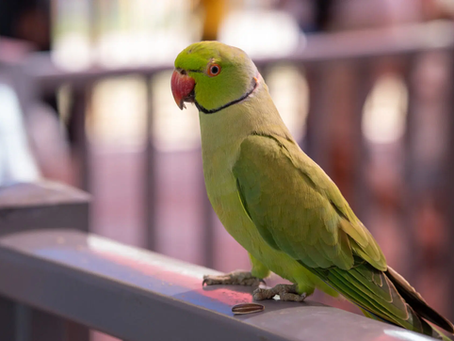 Bright green parrot perched on rail, red beak, blurred outdoor background, soft lighting, calm atmosphere.