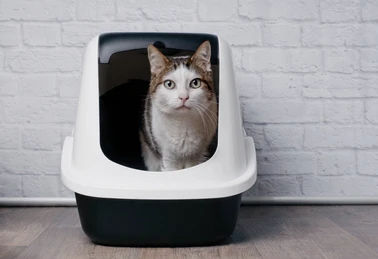 Cat sitting in a white and black litter box against a white brick wall, looking directly at the camera, conveying calmness.